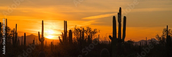 Fototapeta Panoramiczny widok saguaro i innych sylwetek kaktusów dominujących na pustyni Sonora o zachodzie słońca