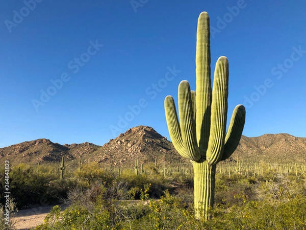 Obraz Na tym suchym pustynnym krajobrazie Sonora dominuje duży kaktus saguaro
