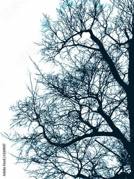 Obraz frost tree