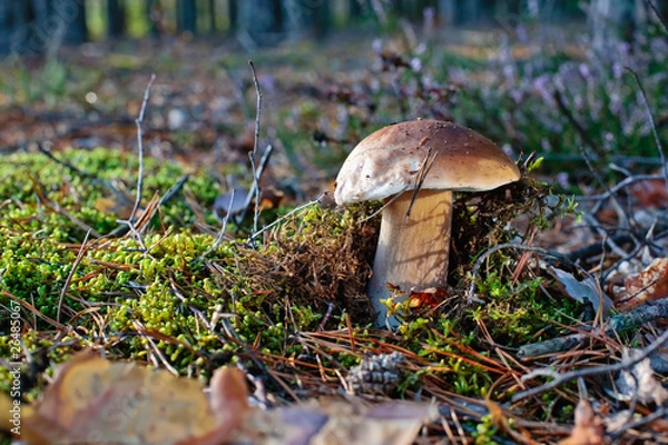 Obraz Wonderful Boletus