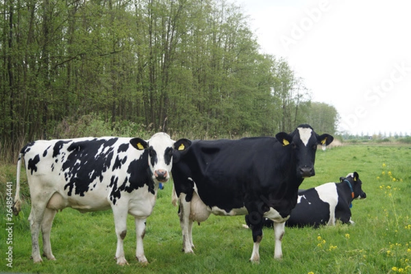 Fototapeta cows in a field