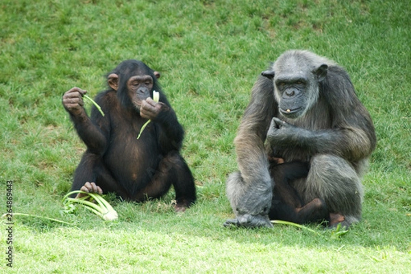 Fototapeta Parejas de monos comiendo y sentados en el césped