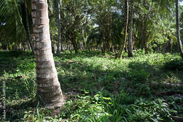 Obraz Tronco de palmera en un ambiente selvático