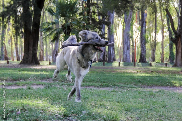 Fototapeta Perro gris corriendo con palo en la boca