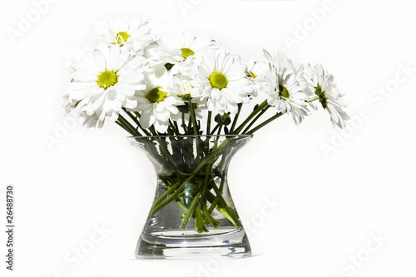 Fototapeta Gänseblümchen 1