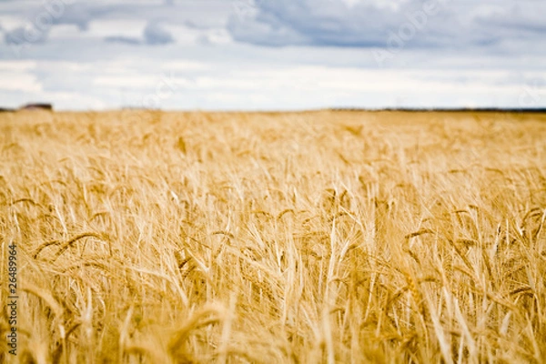 Obraz Espigas en Campo de Cereal