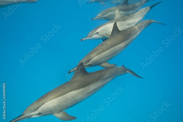 Fototapeta Schooling Spinner dolphins. Selective focus.