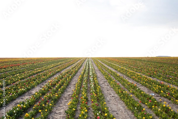 Fototapeta beautiful garden of tulip. Summer sun and flower garden 