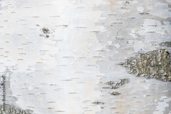 Fototapeta The macro shot of birch bark texture or background