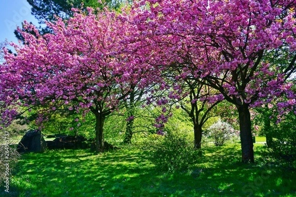 Fototapeta Pink flowering tree over nature background - Spring tree -  Spring landscape. Closeup view o flower cherry blossoms, prunus serrulata