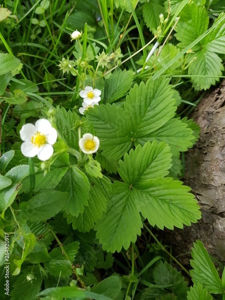 Obraz strawberry flower