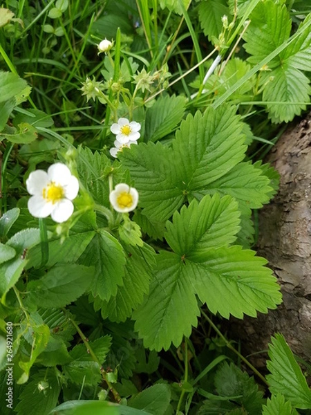 Obraz strawberry flower