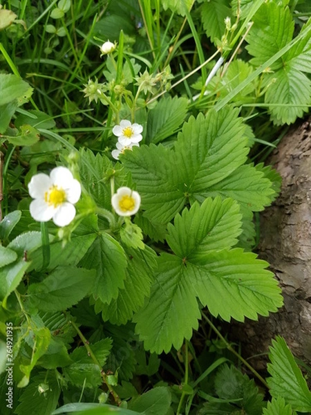 Obraz strawberry flower