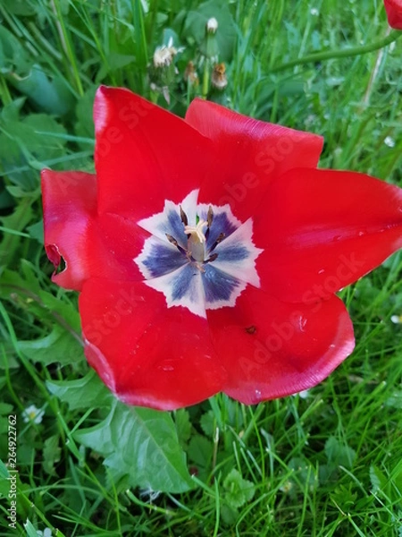 Obraz Tulip