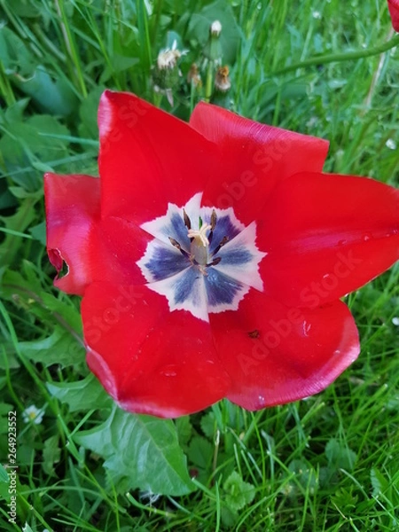 Obraz Tulip