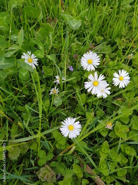 Obraz Bellis perennis