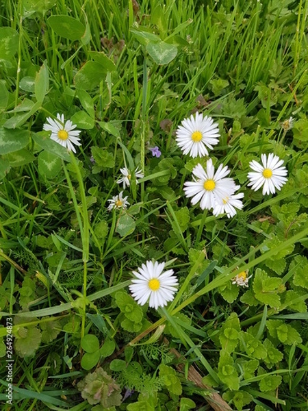 Obraz Bellis perennis