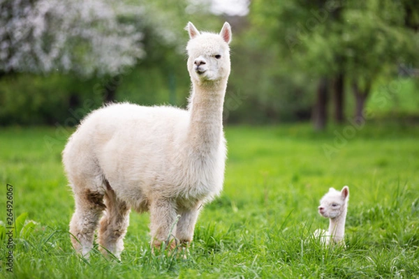 Obraz White Alpaca with offspring, South American mammal