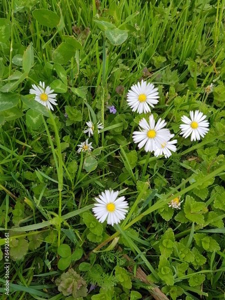 Obraz Bellis perennis