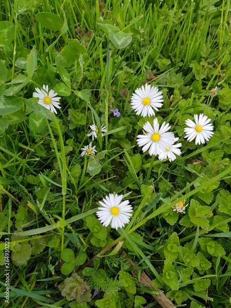 Obraz Bellis perennis