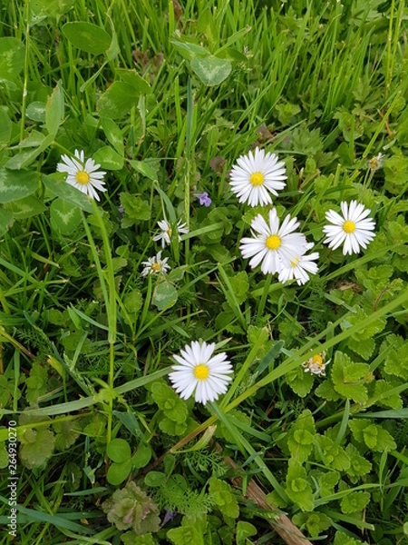 Obraz Bellis perennis