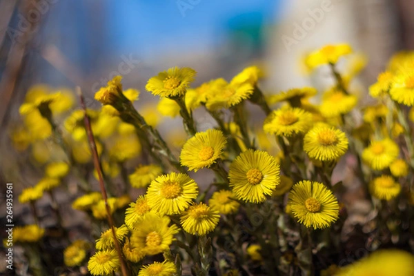 Obraz Blooming spring primrose is fragrant