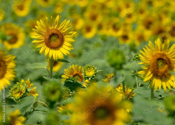 Fototapeta ヒマワリ畑