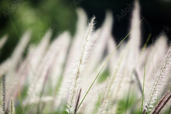 Obraz white reeds grass background