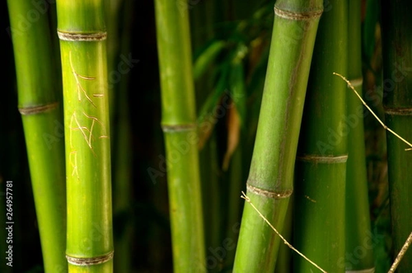 Obraz Бамбук 