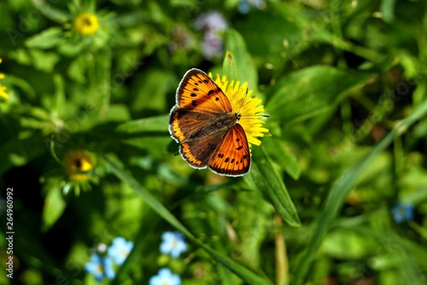 Fototapeta Butterfly