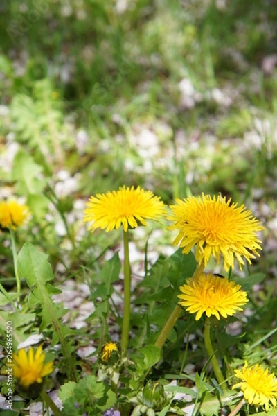 Fototapeta たんぽぽ