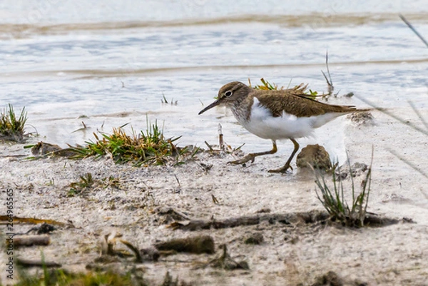 Fototapeta Flussuferläufer