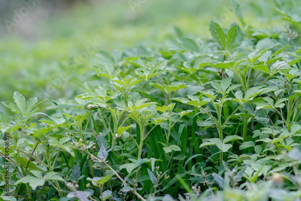 Fototapeta mini tree and grass in nature for background