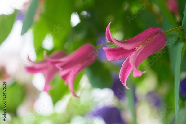 Obraz クレマチス　プリンセス・ダイアナ