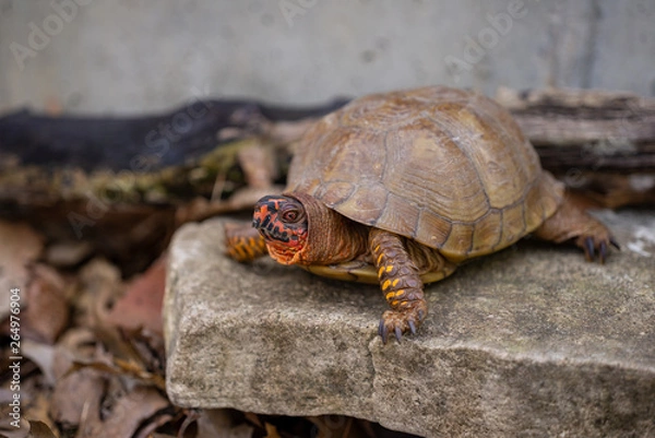 Fototapeta Box turtle in the woods