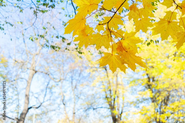 Fototapeta fall maple leaves