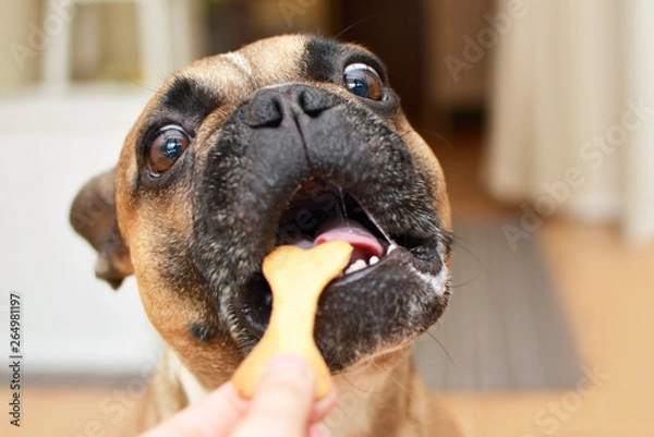 Fototapeta Funny brown French Bulldog dog with wide open eyes with greedy look and mouth getting a bone shaped cookie