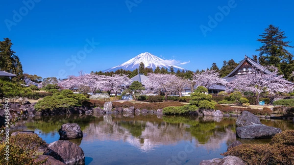 Obraz 静岡県 大石寺 桜