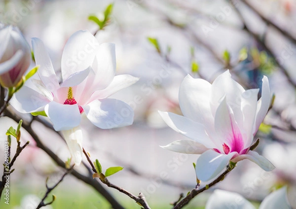 Fototapeta Magnolia soulangeana or saucer magnolia white pink blossom tree flower close up selective focus