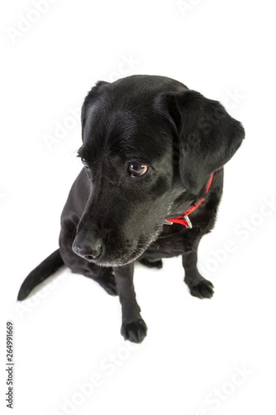 Obraz Labrador Retriever