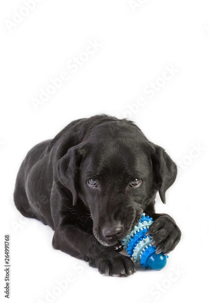 Obraz Labrador Retriever