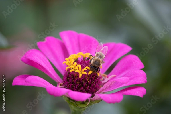 Obraz Bee on a flower closeup