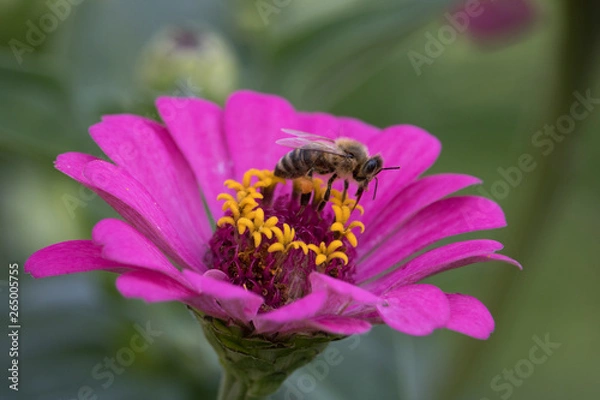 Obraz Bee on a flower closeup