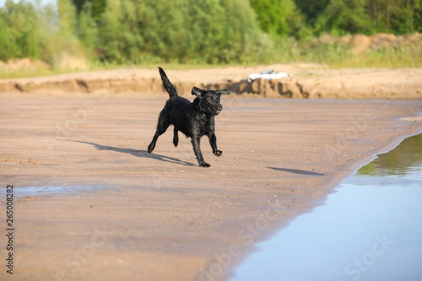 Fototapeta Labrador springt ins Wasser