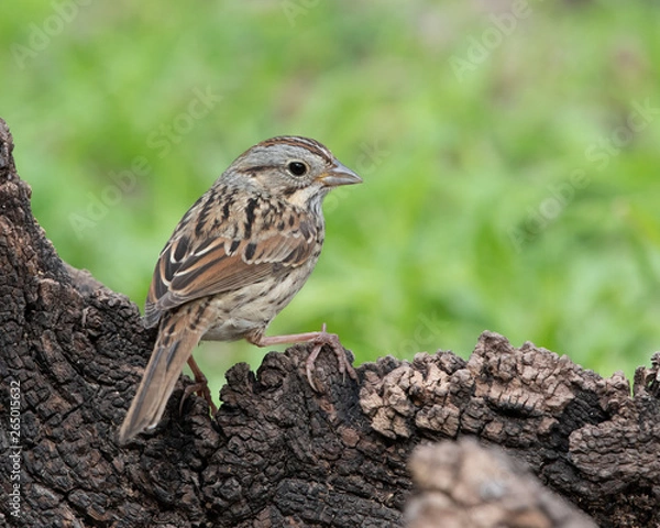 Obraz Lincoln's Sparrow