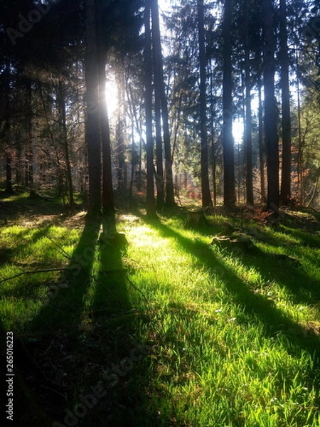 Obraz Wald Lichtdurchflutet 4