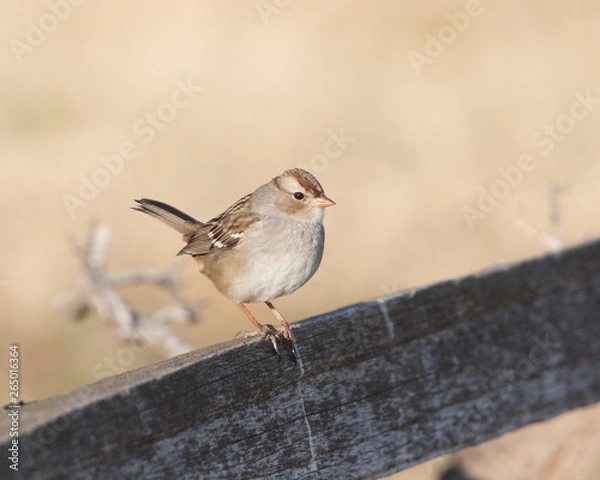 Obraz Field Sparrow