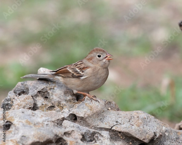 Obraz Field Sparrow
