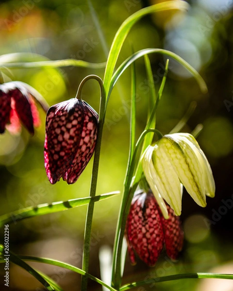 Fototapeta ~ Schachblume ~