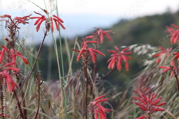 Obraz Indian Paintbrush Flower 1